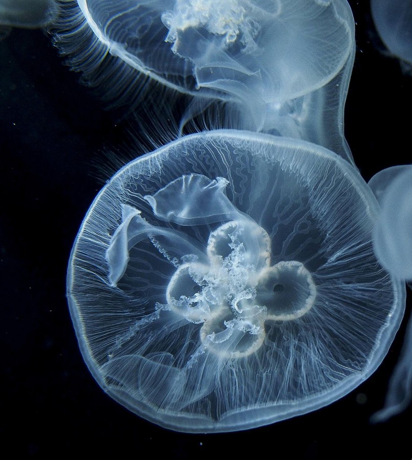 opasnije-meduzy