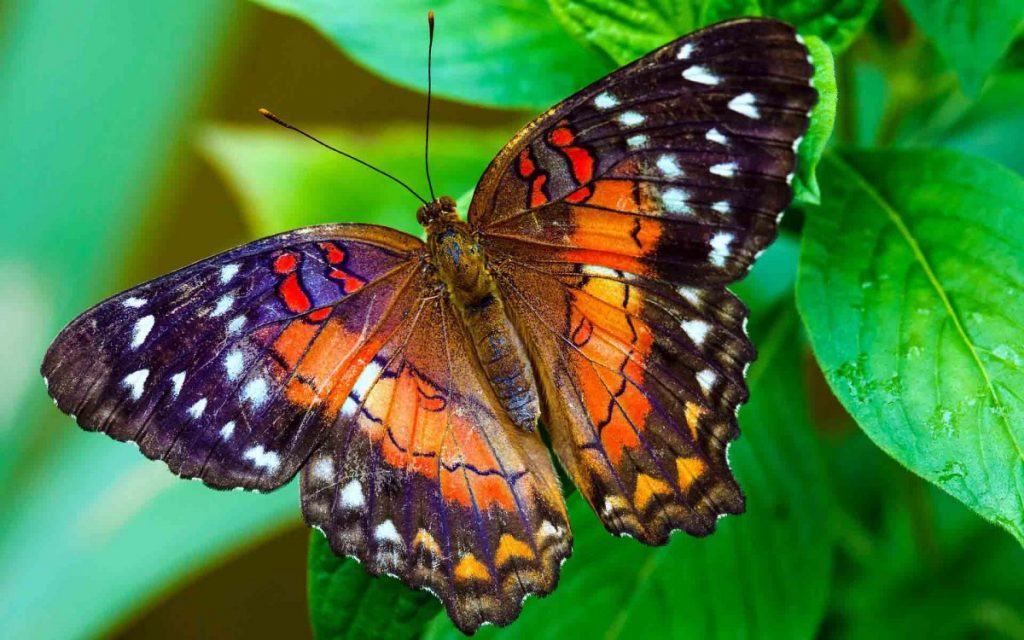 про бабочек необычные факты на английском и русском